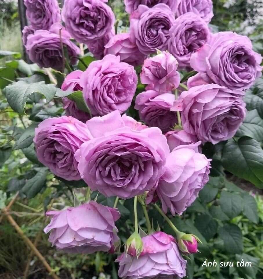 Hoa hồng Kinda Blue Rose