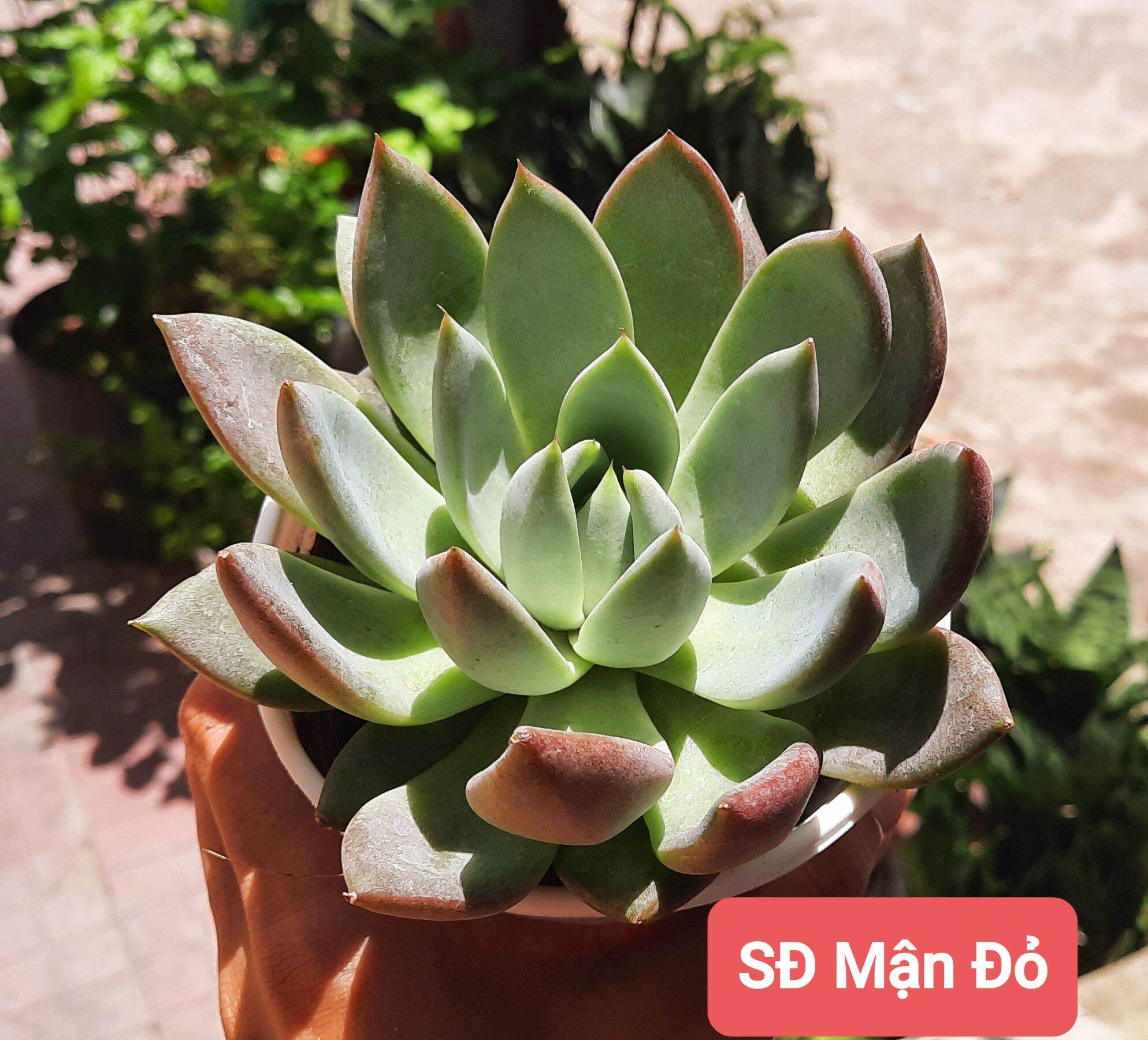 Sen đá MẬN ĐỎ size trung