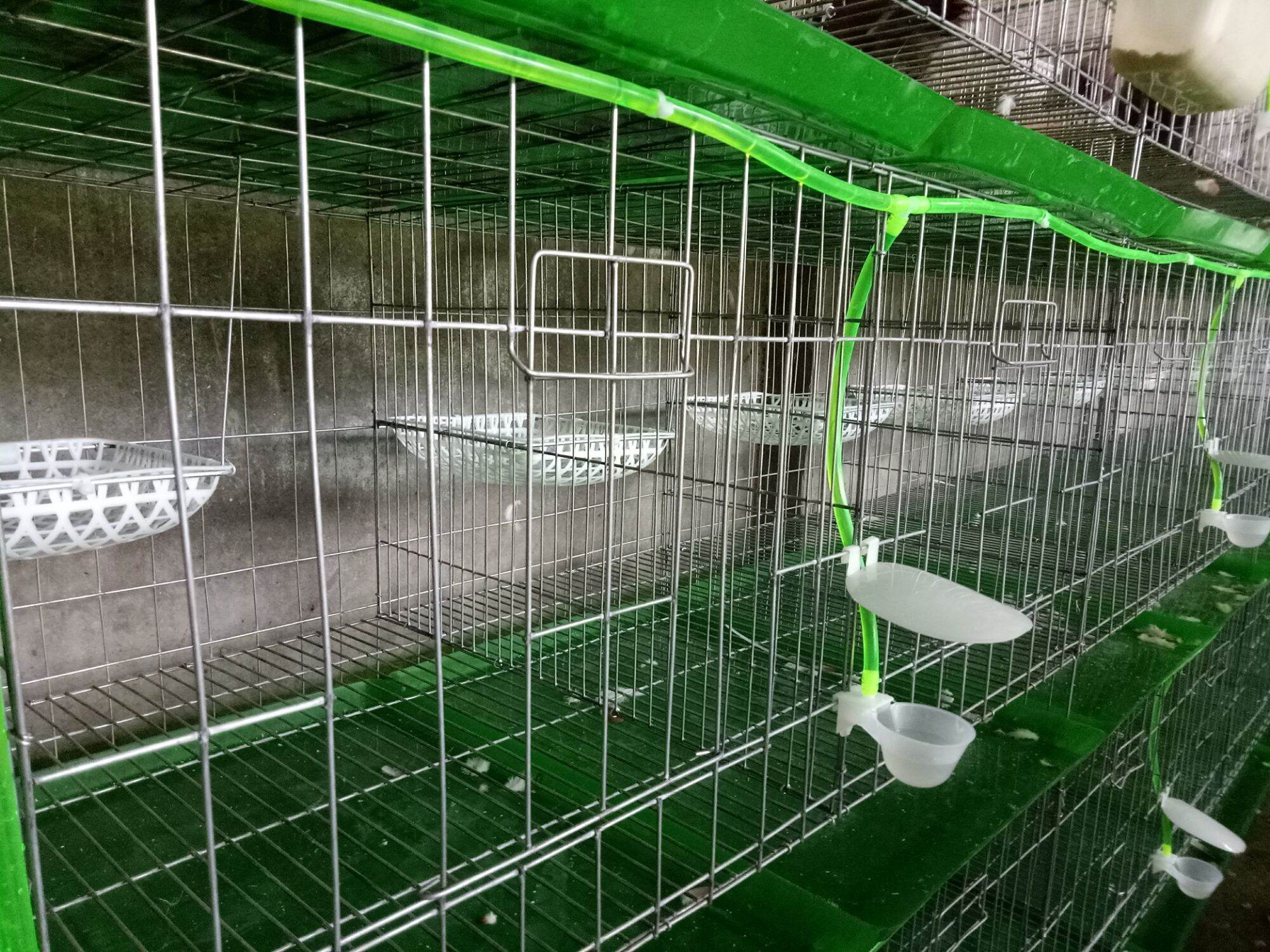 10 Khay hứng phân chim bồ câu