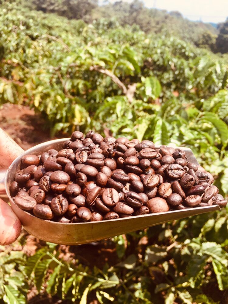 Cafe hạt nguyên chất robusta+arabica 1kg