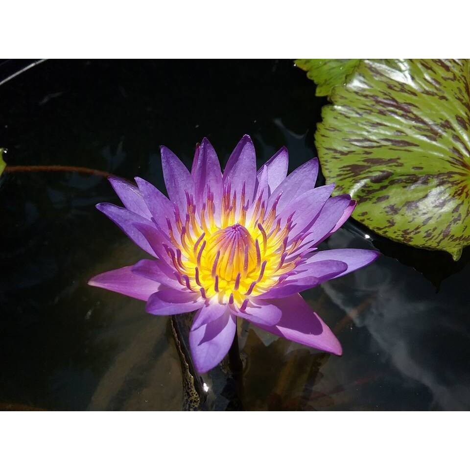 Cây giống hoa súng thái màu tím