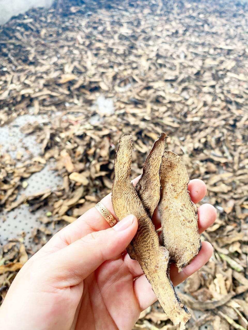 1kg Cốt Toái Bổ ( Tắc Kè Đá ) thái lát phơi khô giúp mạnh xương khớp, bổ thận hoạt huyết tán ứ