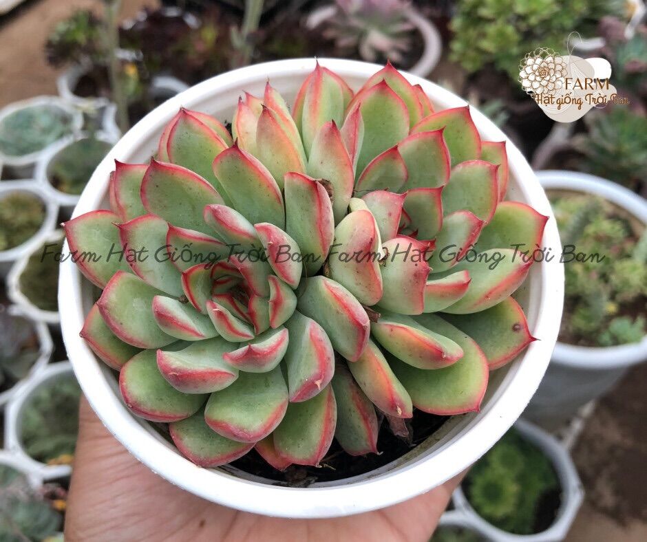 Sen đá viền hồng 🔥size trung 9-12 cm 🔥 xuất vườn đà lạt 🔥 đã thuần khí hậu
