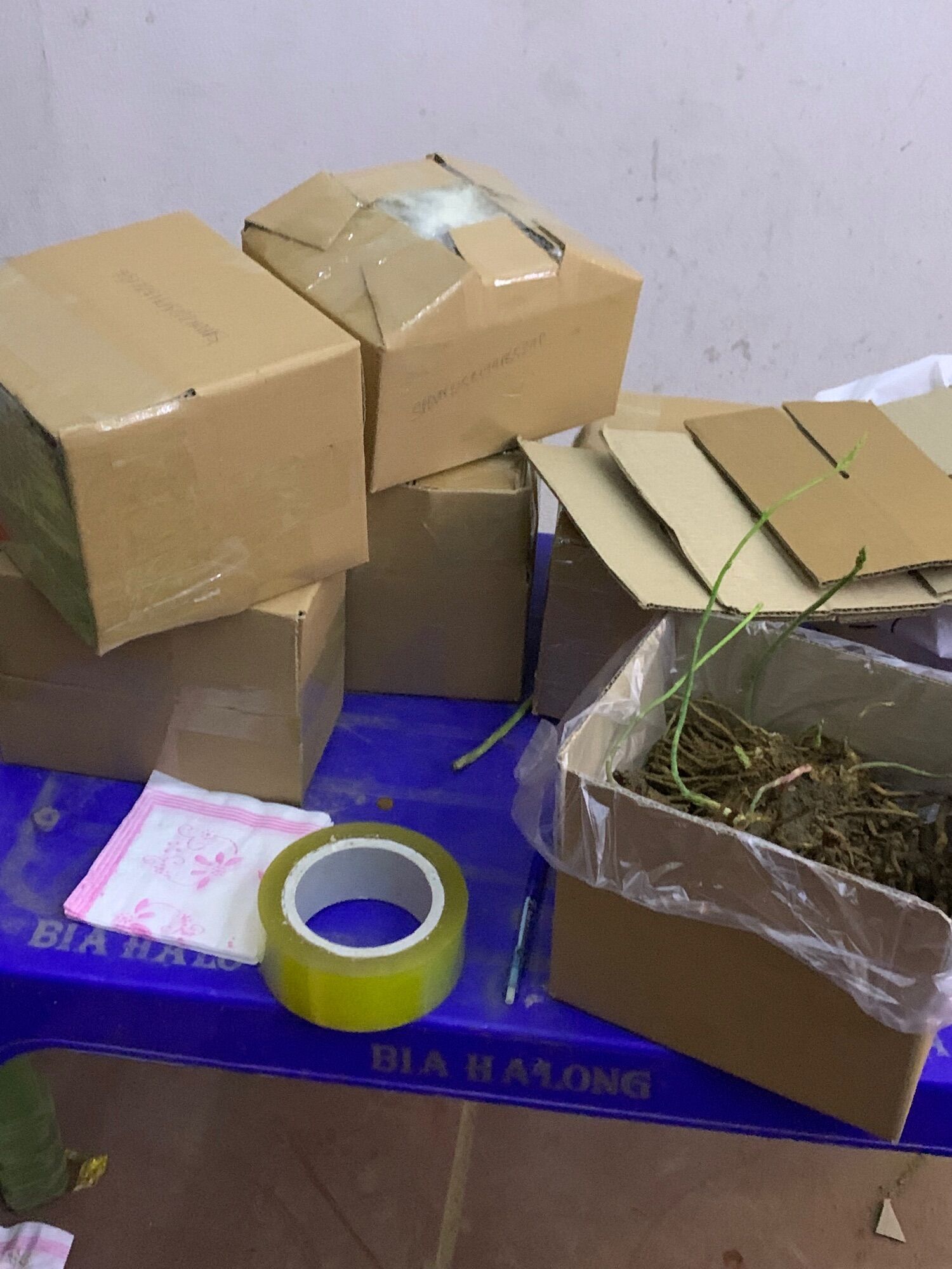 Gốc măng tây hàng đẹp