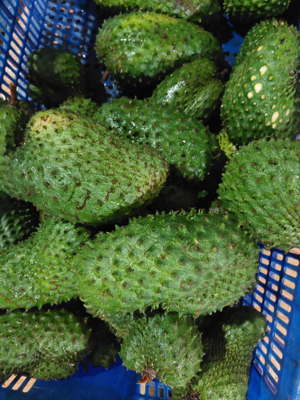 Trà Mãng cầu Xiêm Đăk Lăk thơm ngon