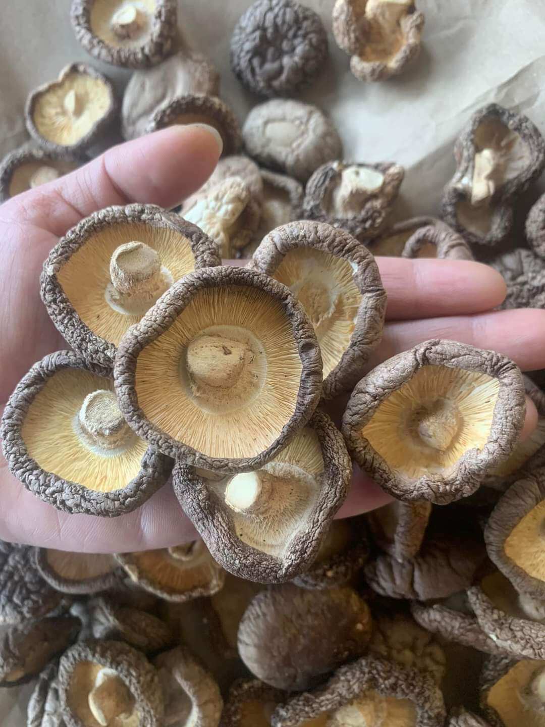 Nấm đông cô 500g