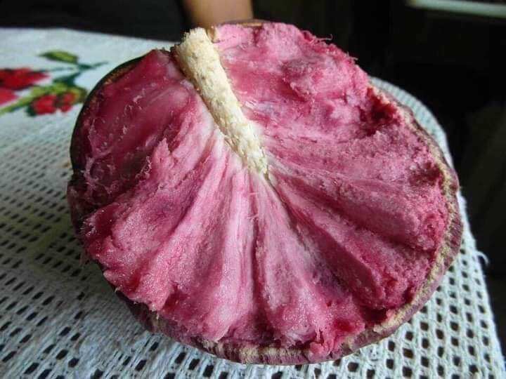 CÂY NA ĐỎ ÚC