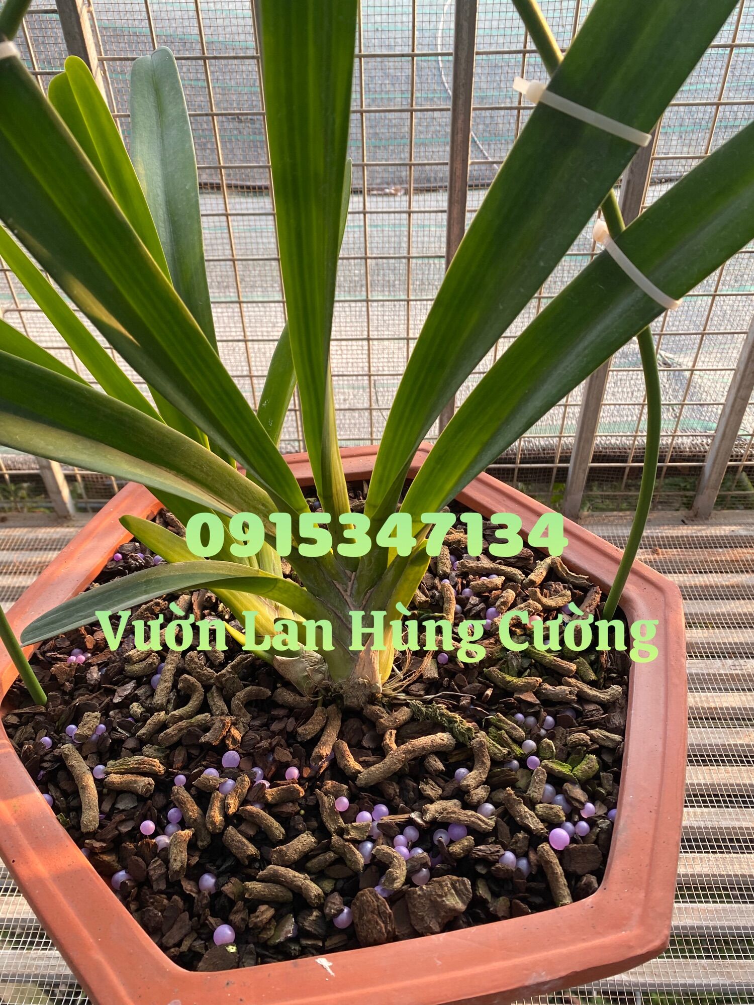 PHÂN TAN CHẬM CÓ KIỂM SOÁT RYNAN® FLOWERMATE 210 ( 22-10-10 + TE )
