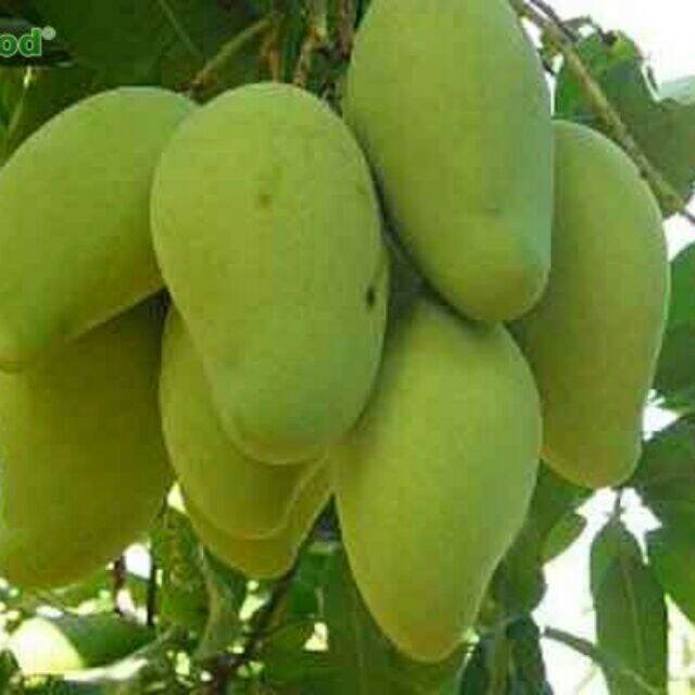 Cây giống Xoài Tứ quý