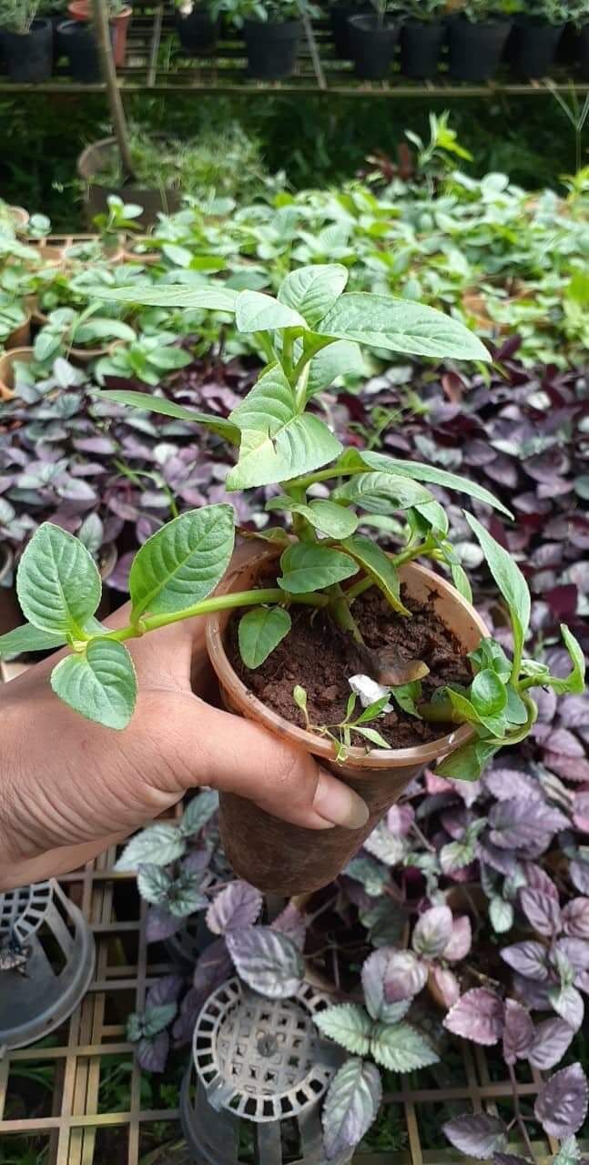 Rau xá xị (rau quế vị)