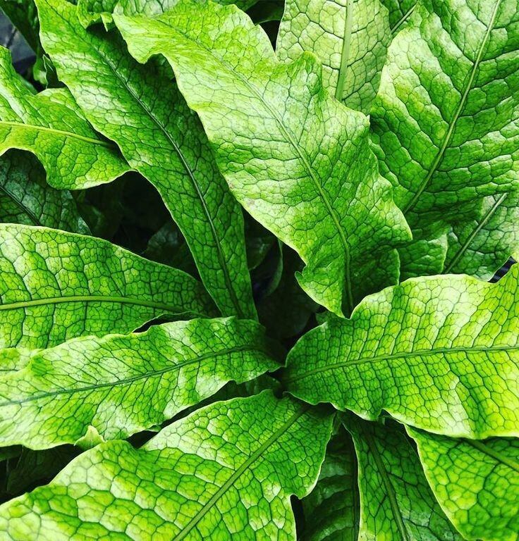 Cây Dương xỉ cá sấu size lớn (Microsorum musifolium)