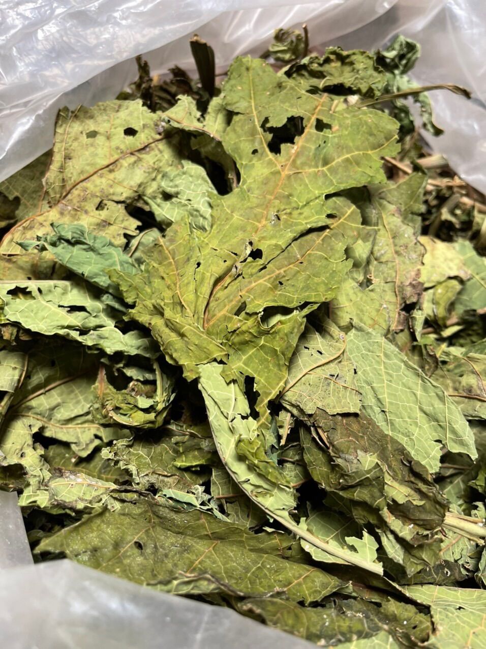 Lá hoa đu đủ đực sấy khô túi 500g