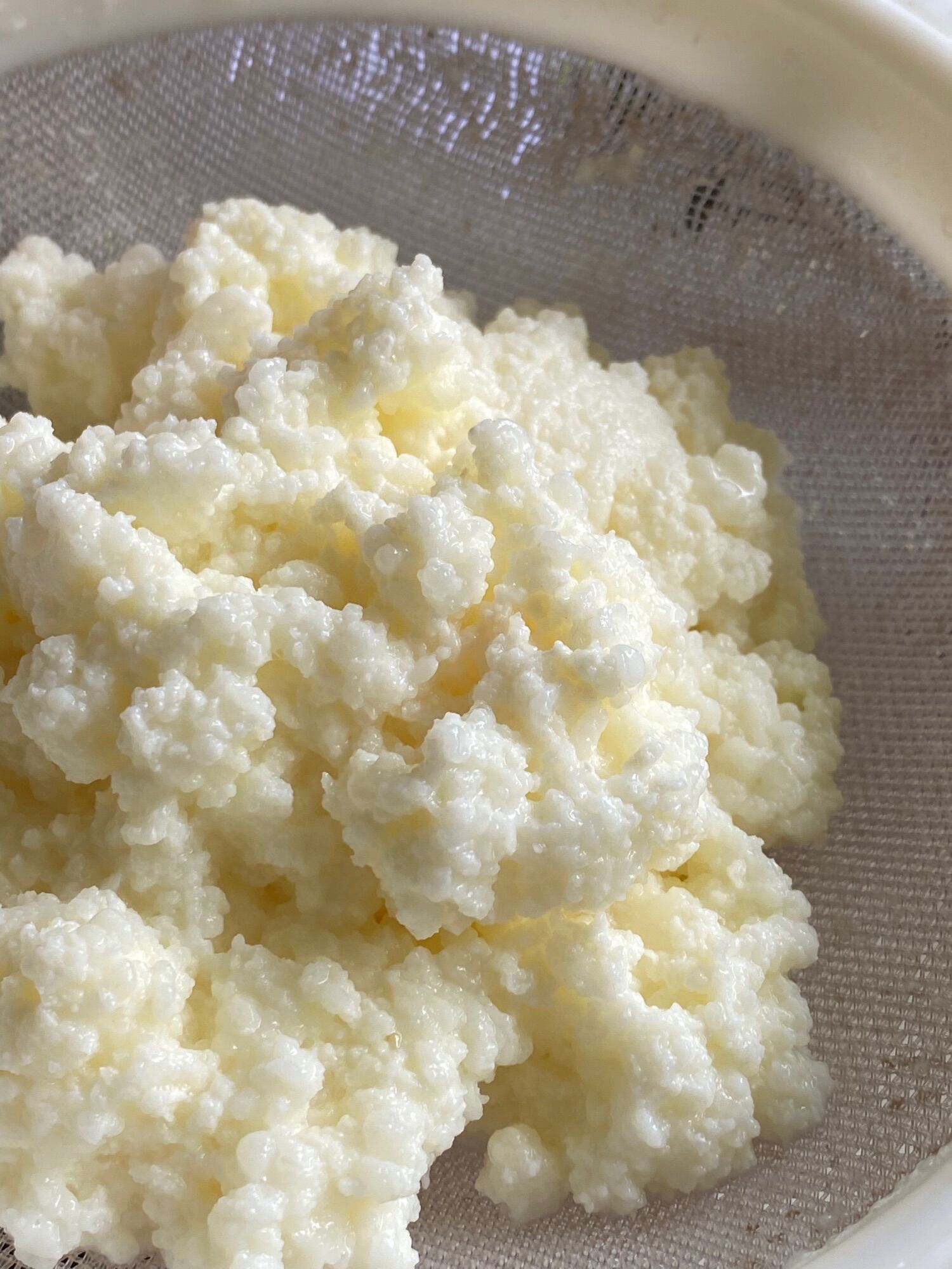 Nấm kefir làm sữa chua tại nhà kèm sổ tay hướng dẫn nuôi chi tiết