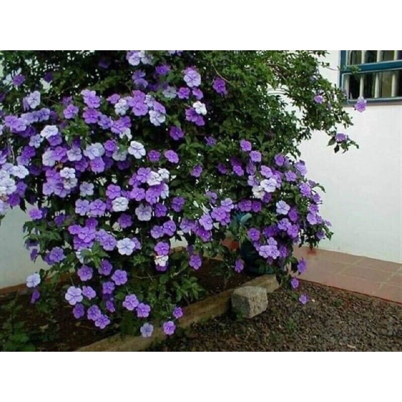 Cây Hoa Nhài Nhật(1 bầu cây giống)