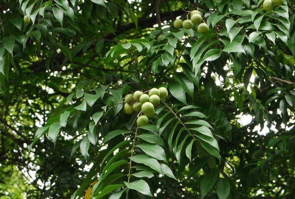 Cây sấu ta giống Ngagarden