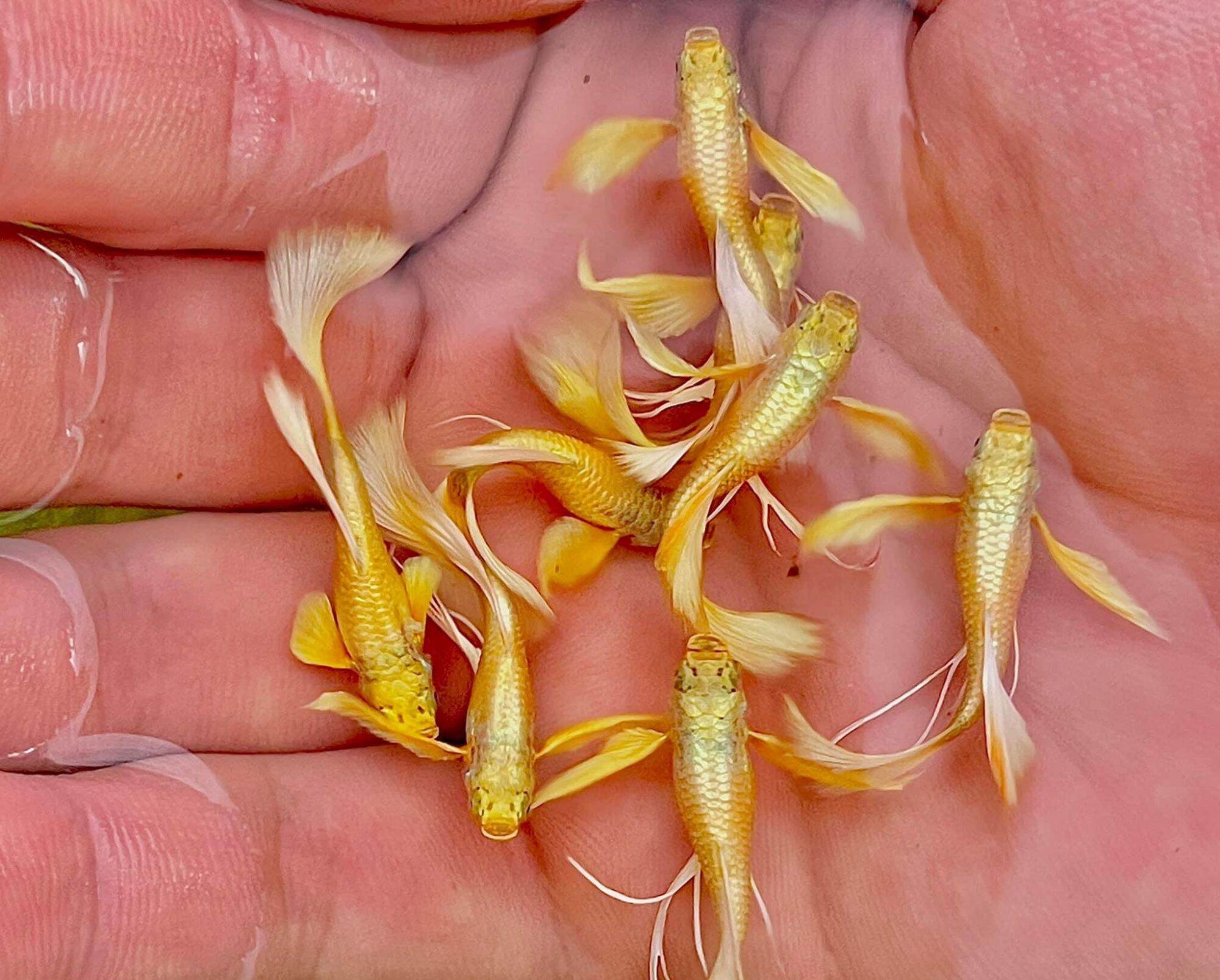 Gold rb - 7 màu đẹp