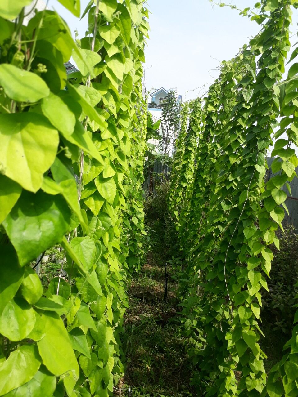 Hạt giống sương sâm lông 50 hạt