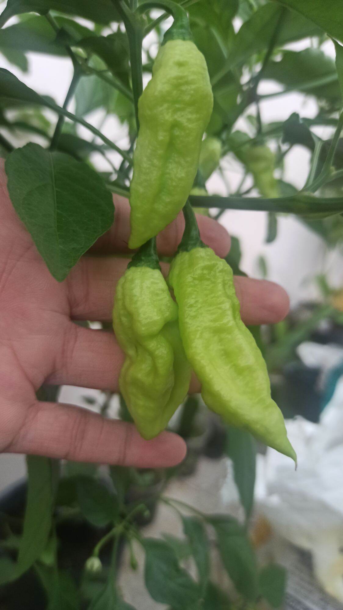hạt ớt LEMON GHOST