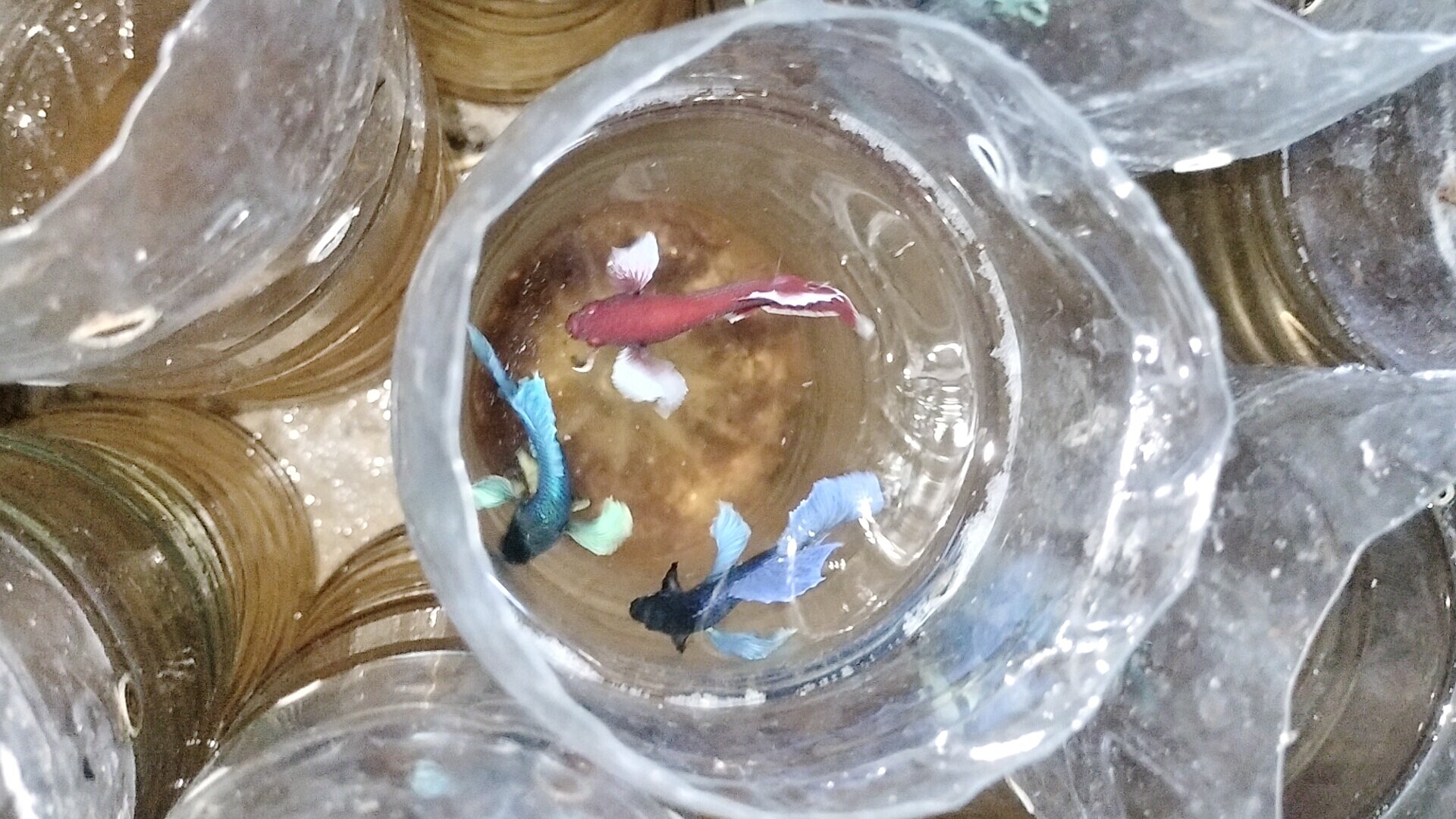 Betta dumbo combo  5 bé trống 100k