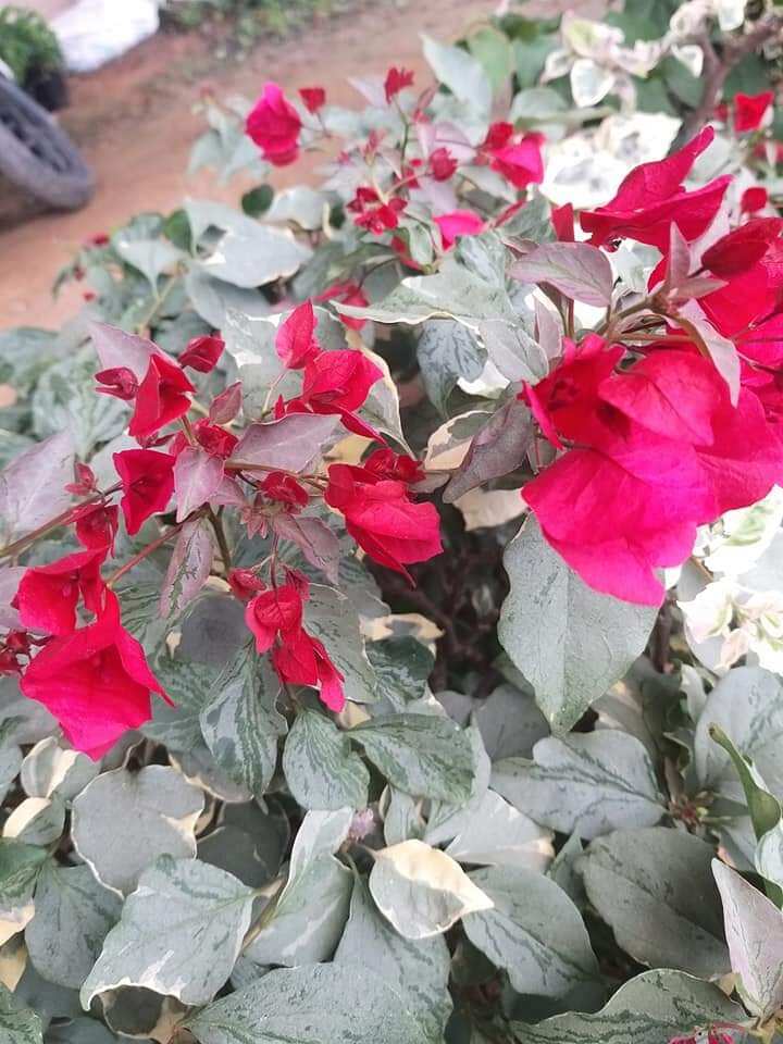 cây hoa giấy ghép( son môi lá khói)