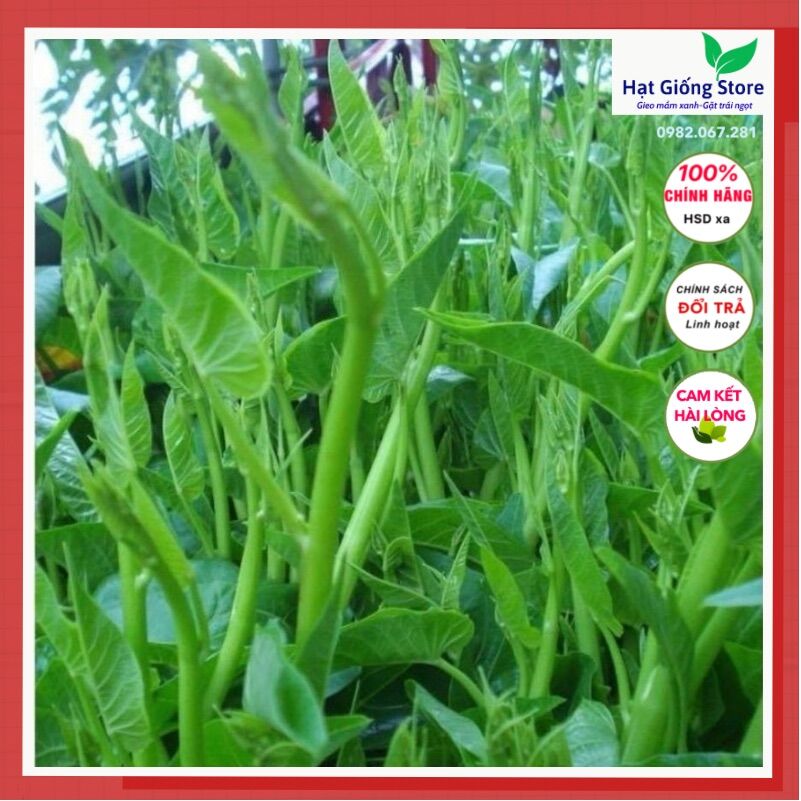 1kg Hạt giống rau muống siêu ngọn thái lan năng suất dễ trồng, trồng nước hay cạn đều được.