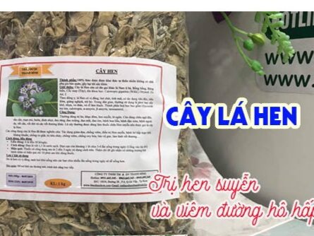500gr cây lá hen chống hen hiệu quả.