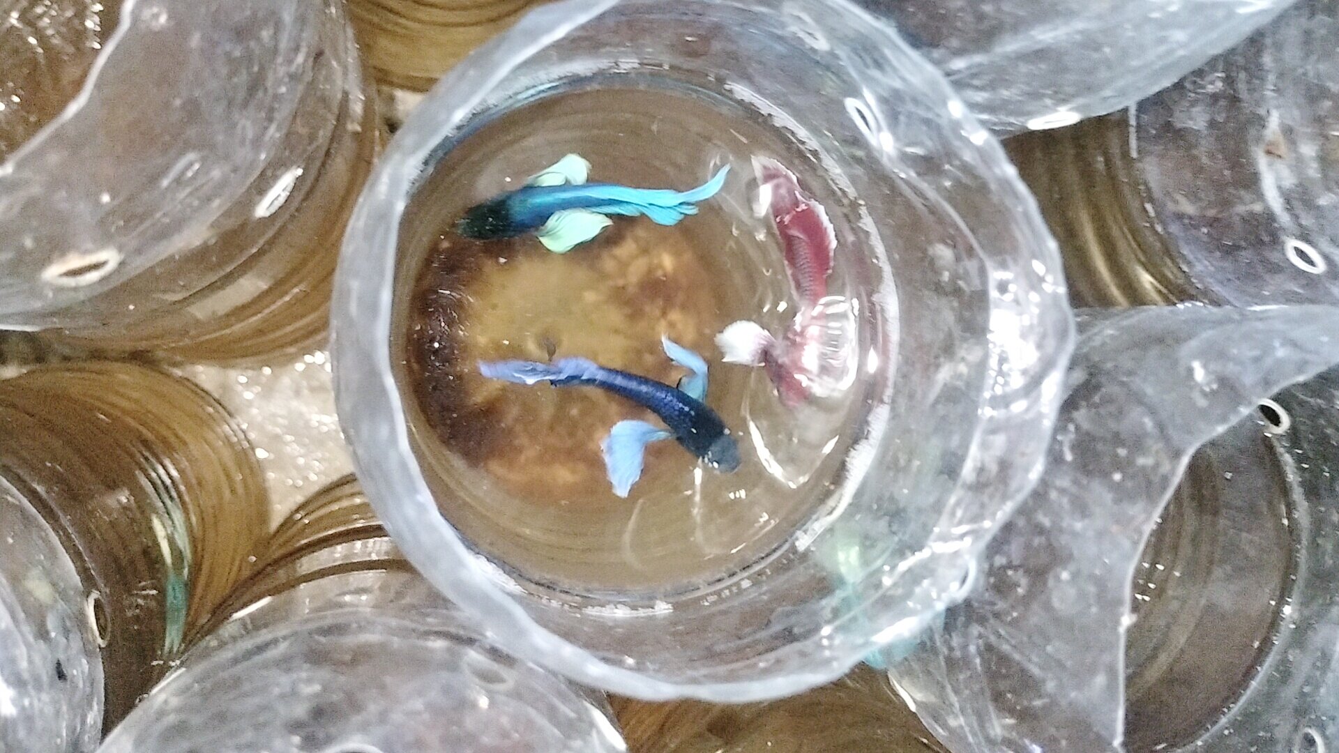 Betta dumbo combo  5 bé trống 100k