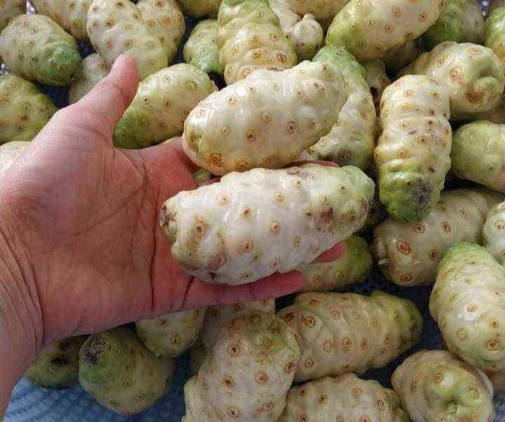 trái nhàu ngâm đường phèn 2kg
