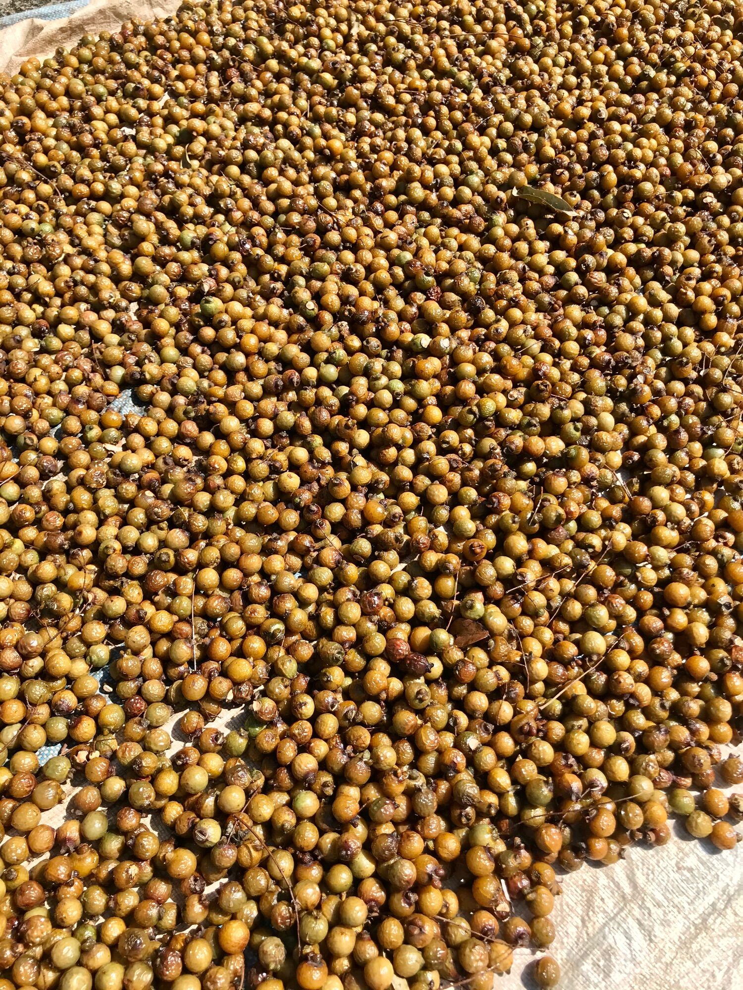 1kg bồ hòn quả tách hạt loại 1 - vụ mới