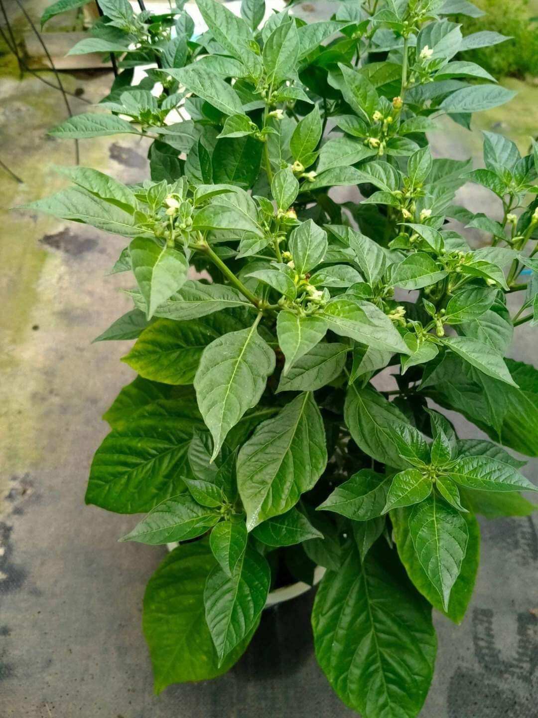 cây ớt chỉ thiên con