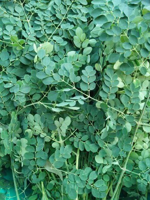 BỘT CHÙM NGÂY NGUYÊN CHẤT SẤY LẠNH (Túi 500gr)