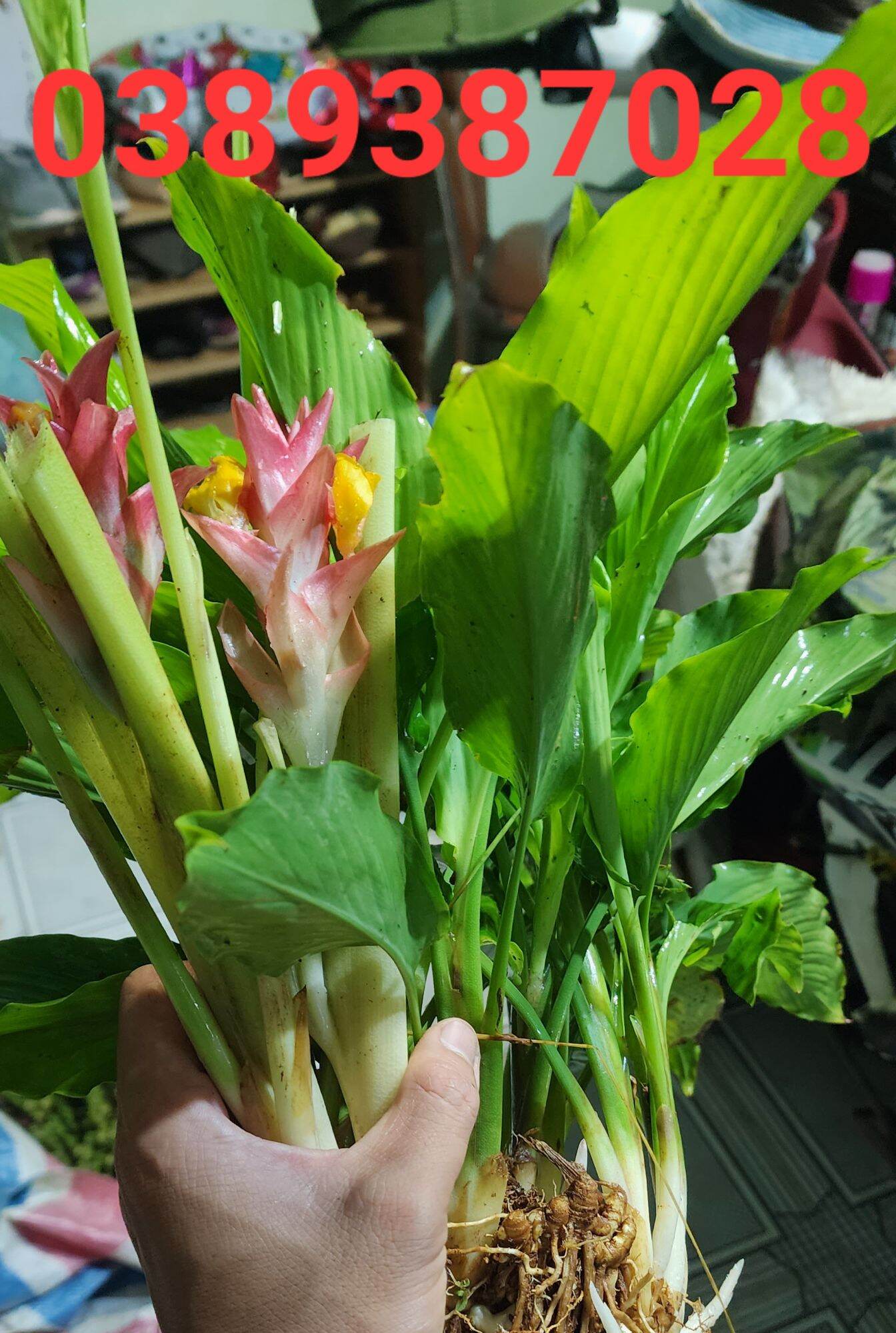 Cây ngải giữ nhà giống