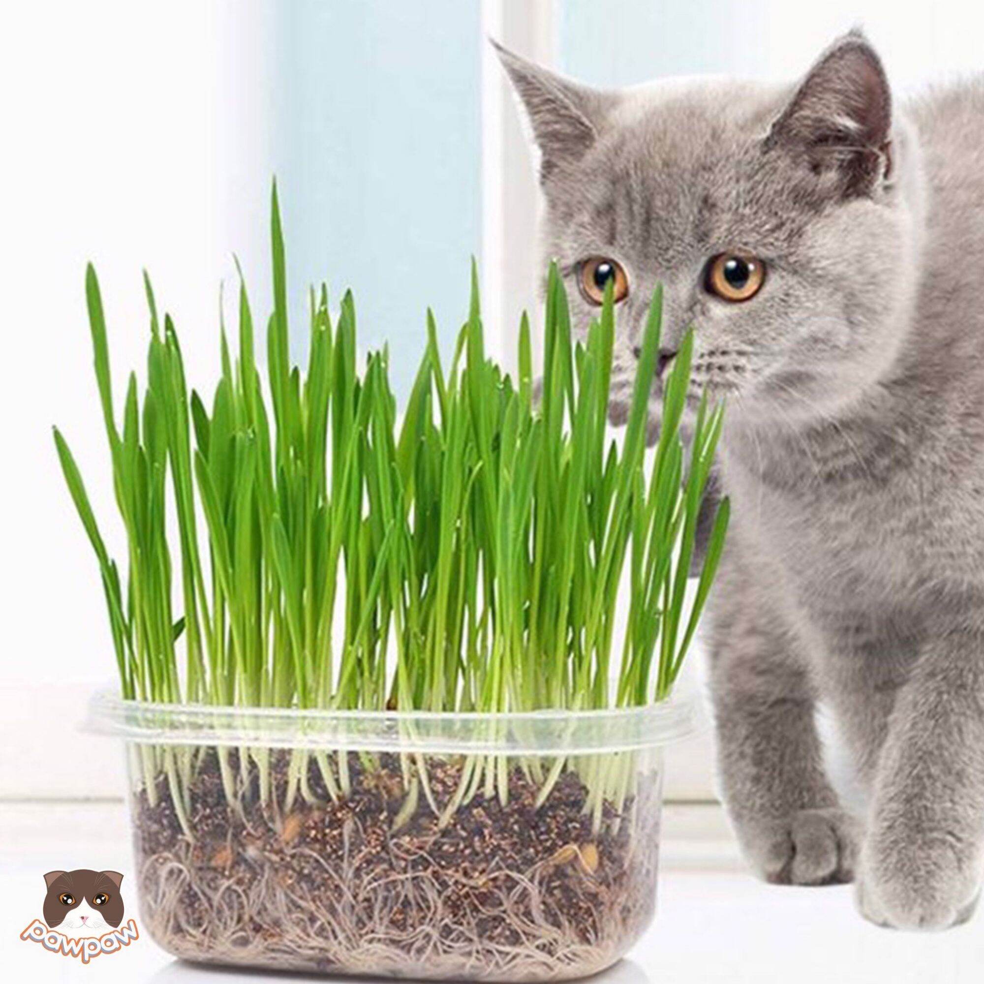 Bộ Kit trồng cỏ mèo - cỏ lúa mạch cho mèo