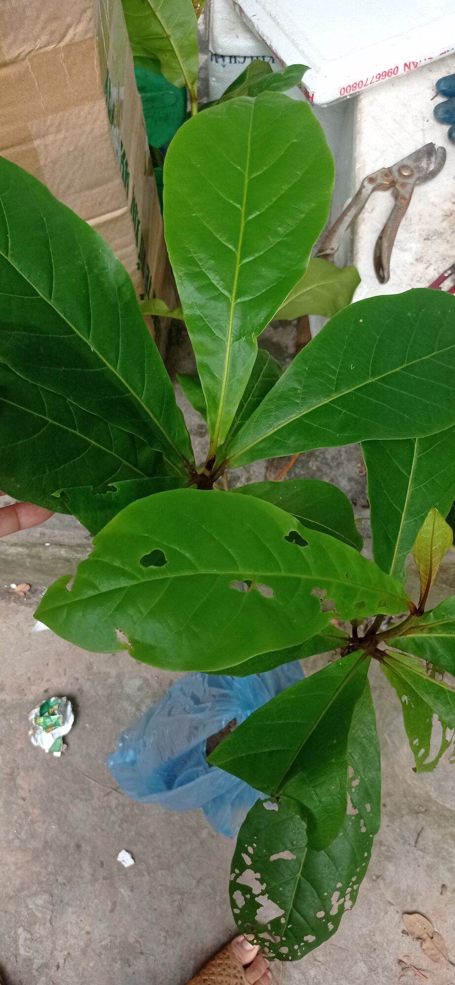 1 kg lá bàng tươi ,cây giống
