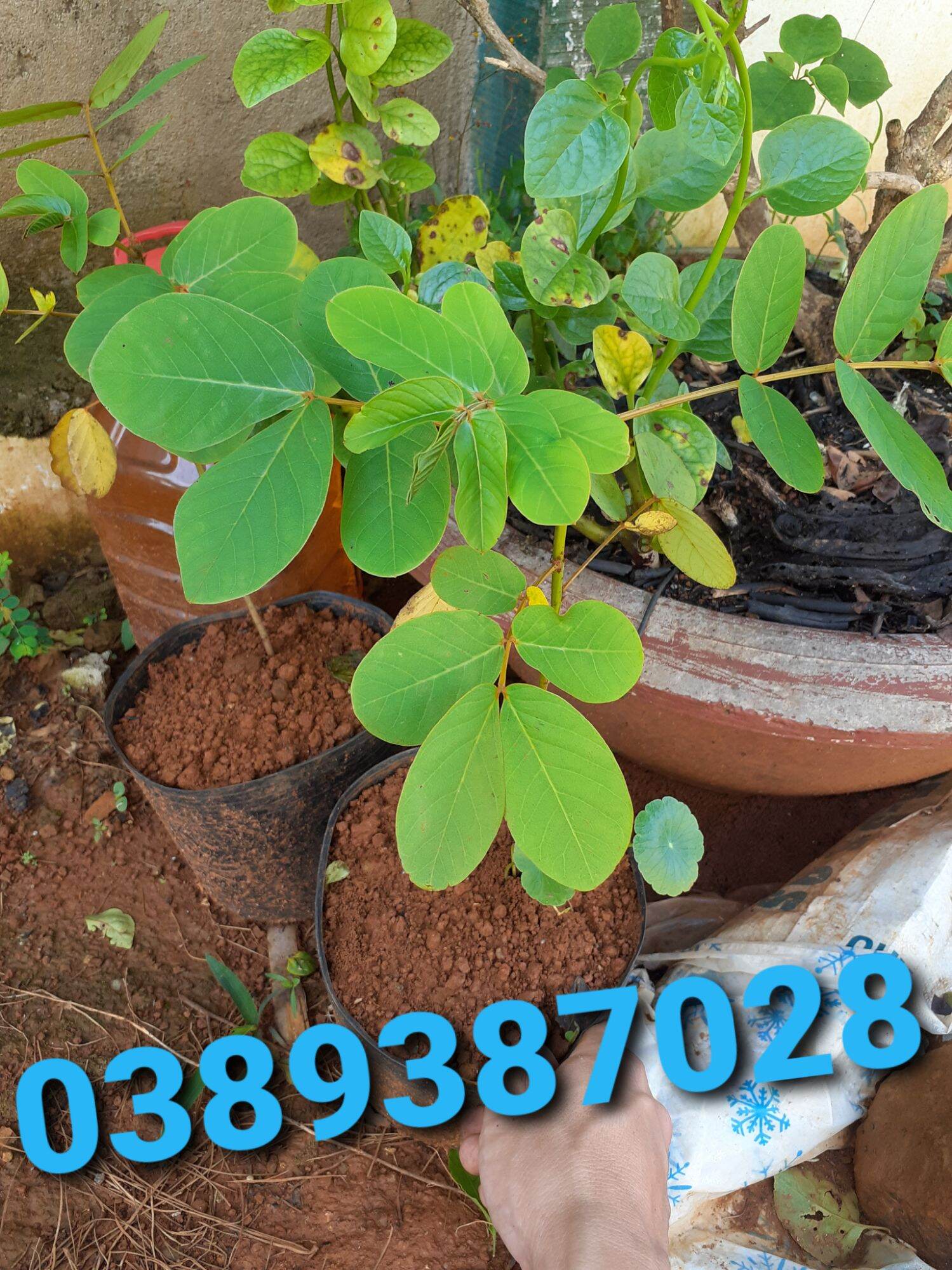 Cây muồng trâu giống
