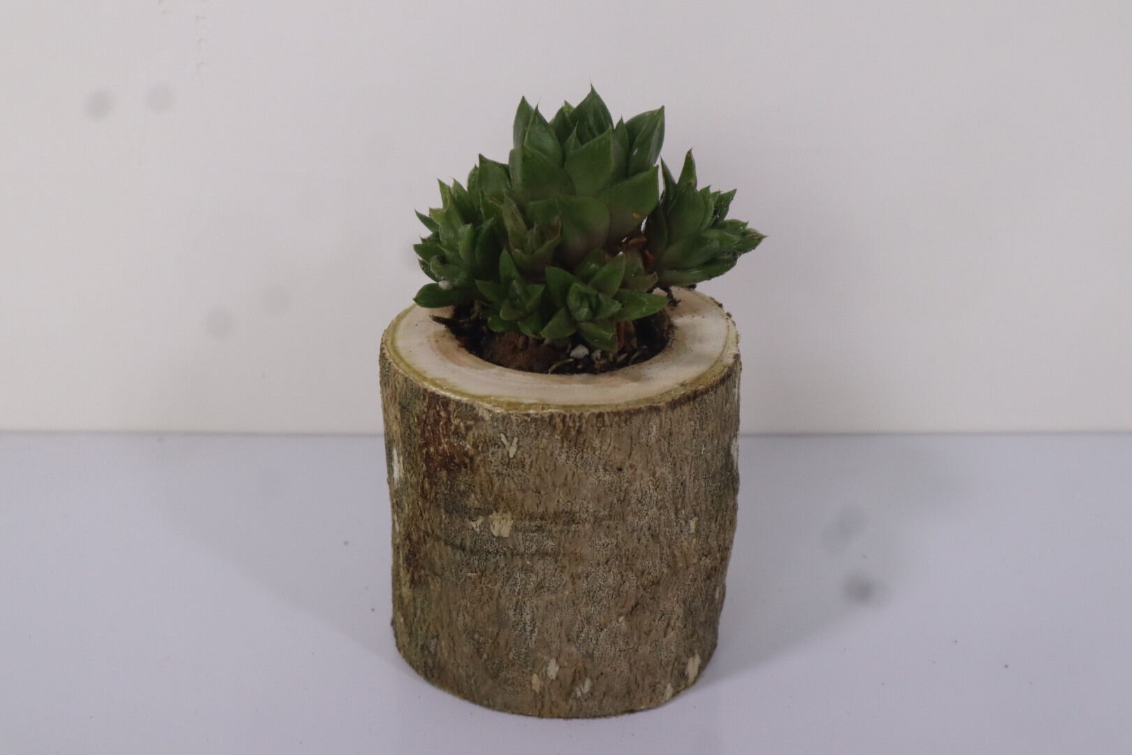 chậu gỗ trồng sen đá mộc mạc