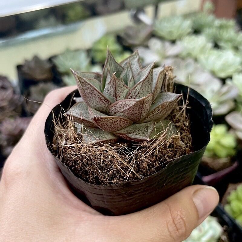 Sen đá hoa hồng đen size bầu 3-5 cm
