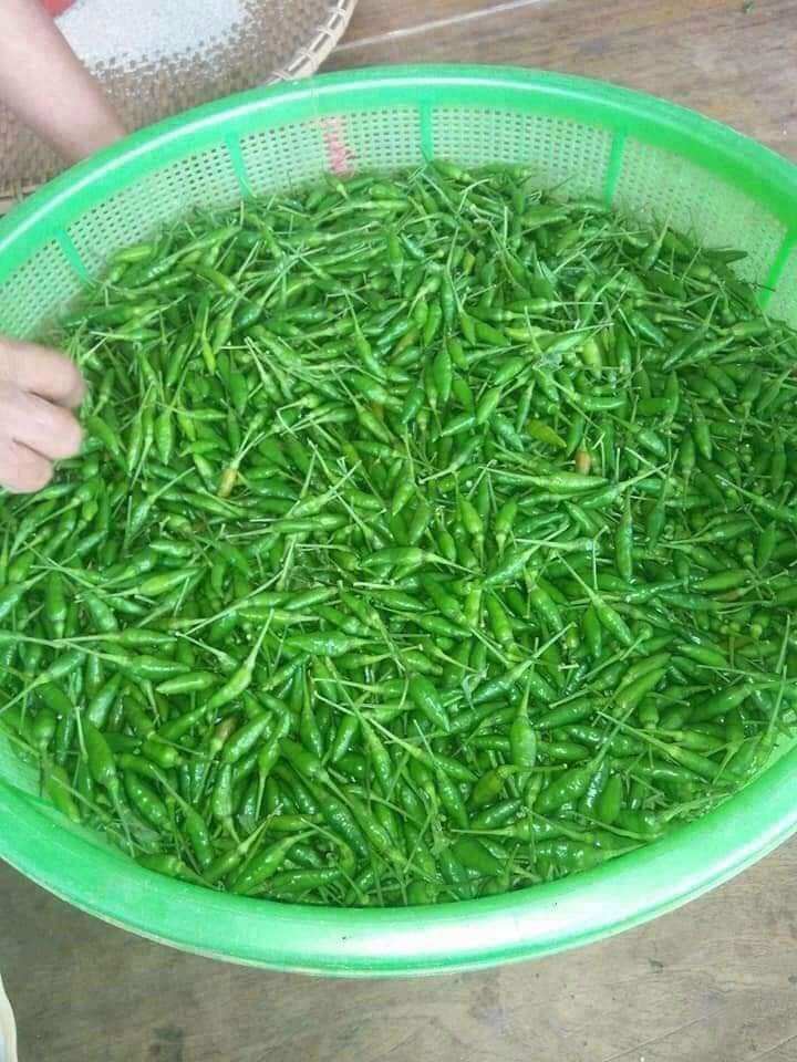 ớt xiêm xanh rừng 0,5kg
