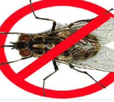 THUỐC DIỆT RUỒI SIRIDU - AN TOÀN, HIỆU QUẢ ( ruồi xanh, ruồi vàng, ruồi nhà) gói 100gr