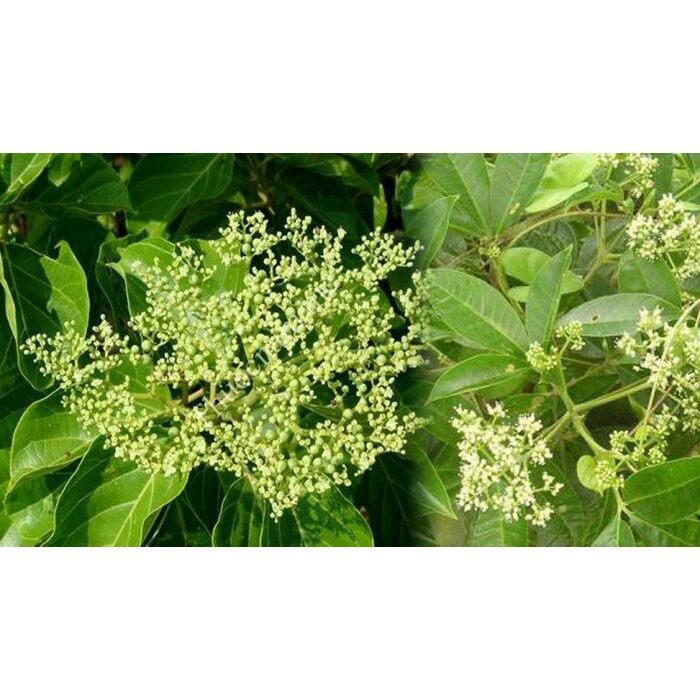 Cây Lá Gan Đặc Sản Tây Bắc [Nông sản sạch Linh Đan]