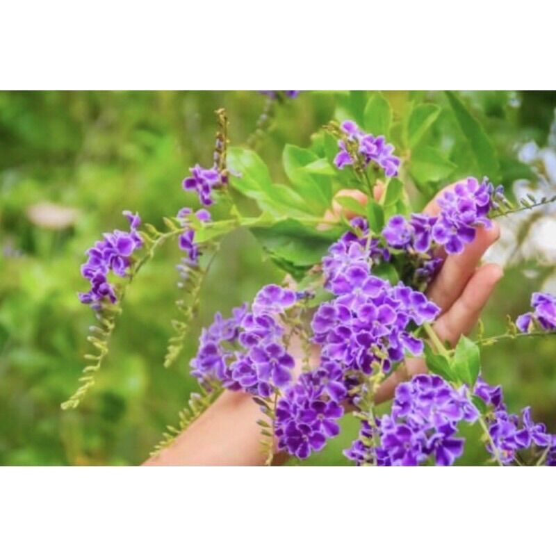 Cây giống chuỗi Ngọc hoa tím (hình cuối)