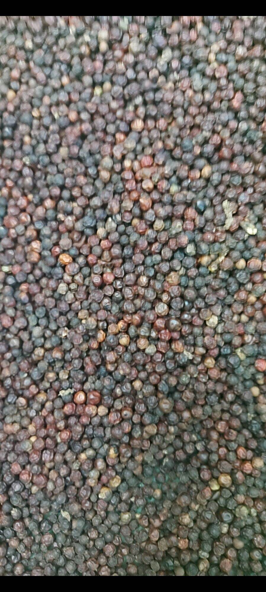 500g hạt tiêu đen loại đặc biệt