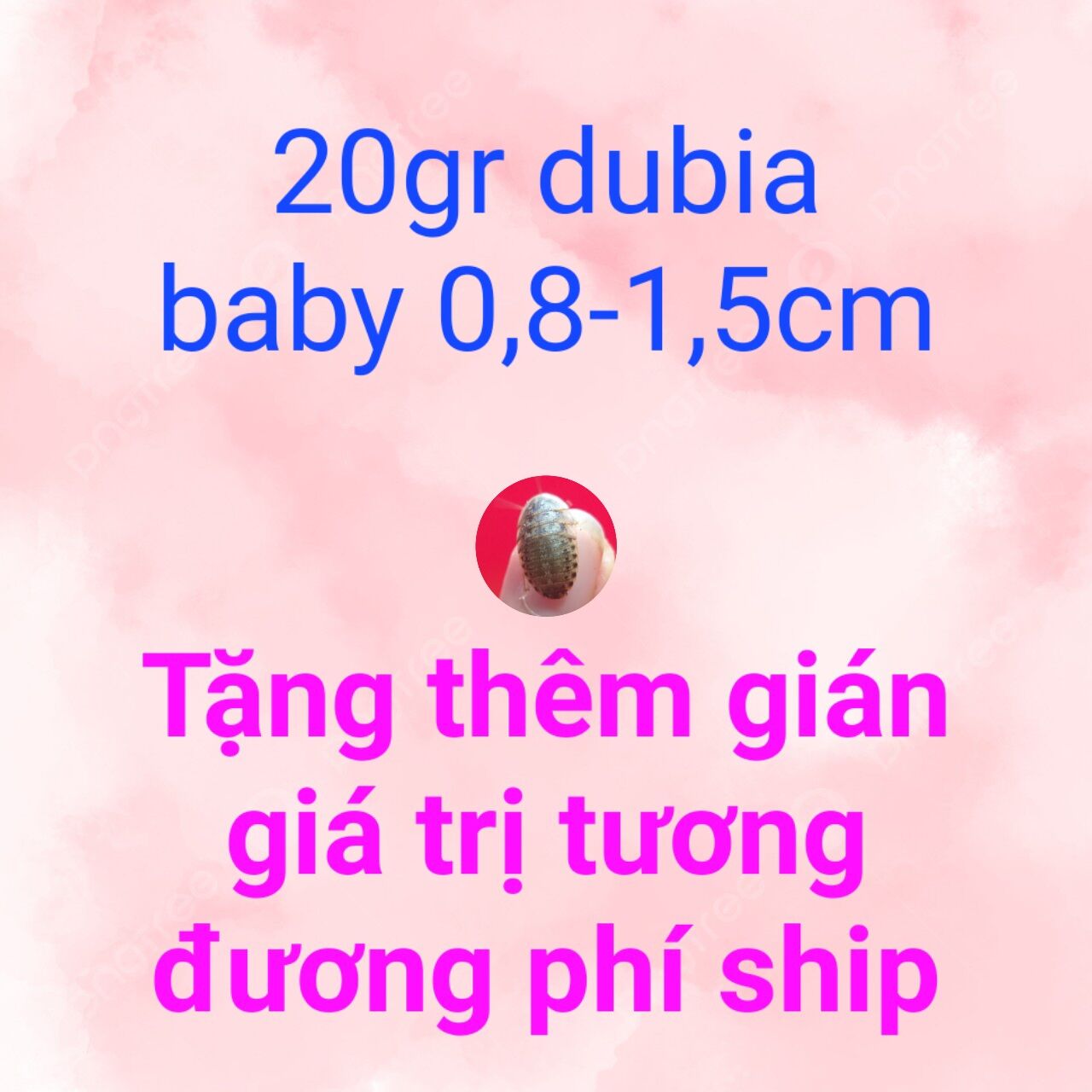 Thu thập mã freeship 20k khi mua 20gr gián dubia baby 0,8-1,5cm
