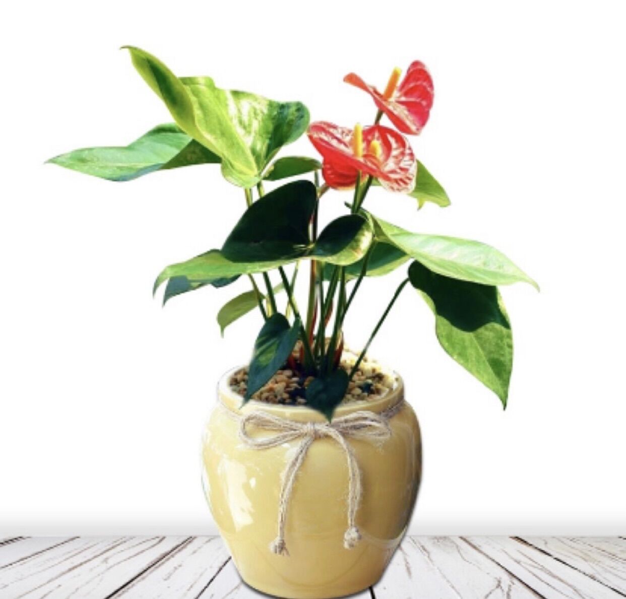 Cây hồng môn để bàn trồng thuỷ sinh được