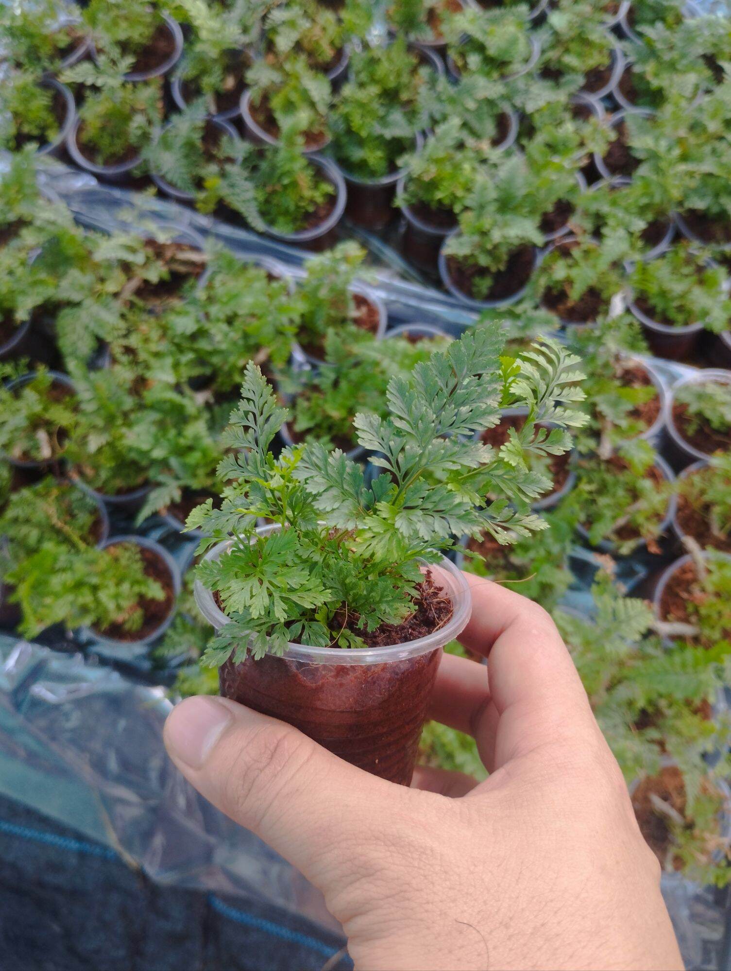 Dương sỉ thỏ mini