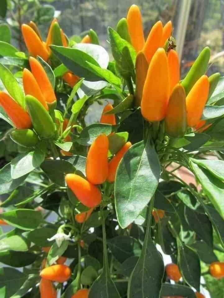 Hạt Ớt  cam ChiLi siêu cay 2 hạt