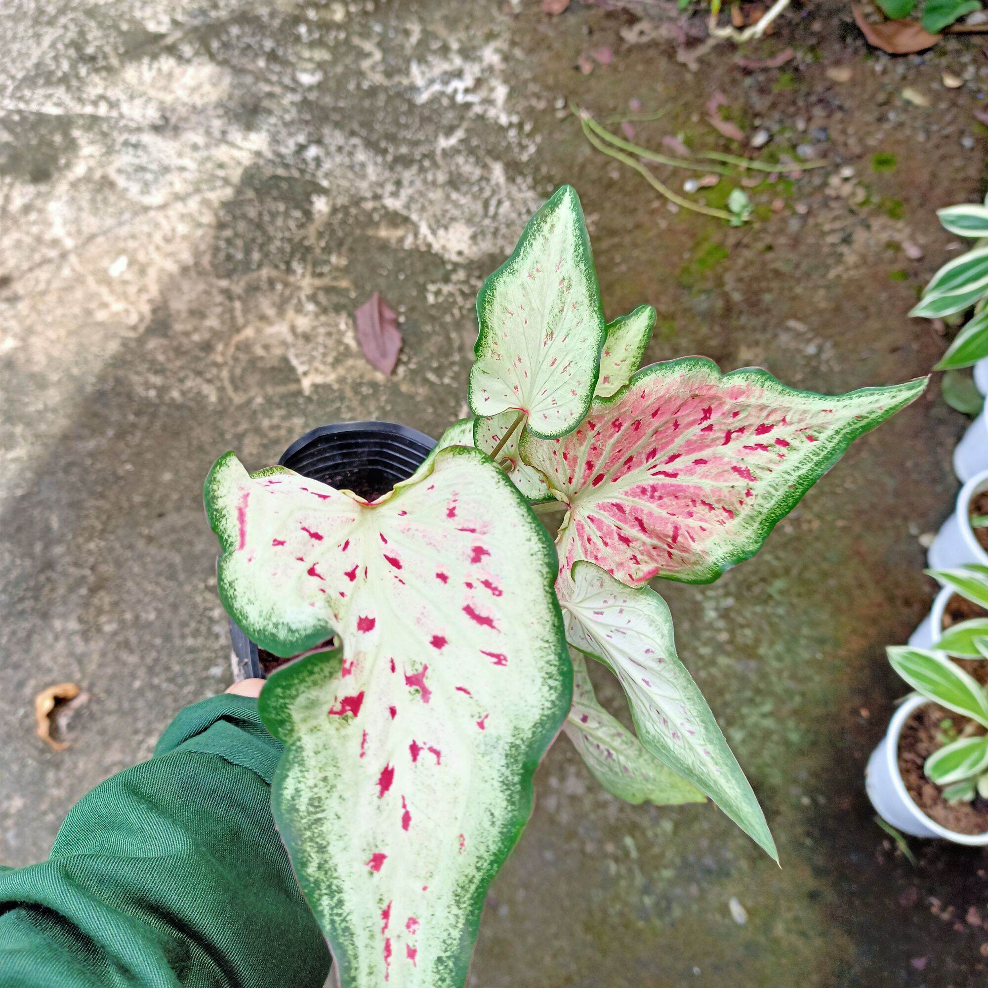 Cây môn dưa hấu - watermelon caladium