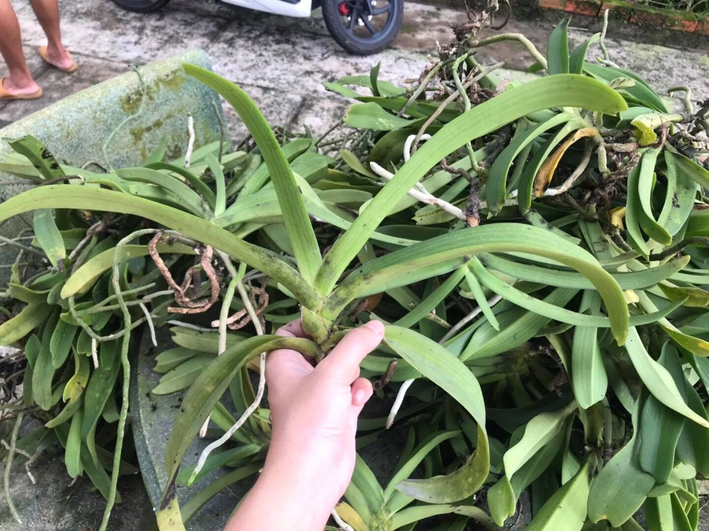 Thanh Lý Ngọc Điểm lỗi