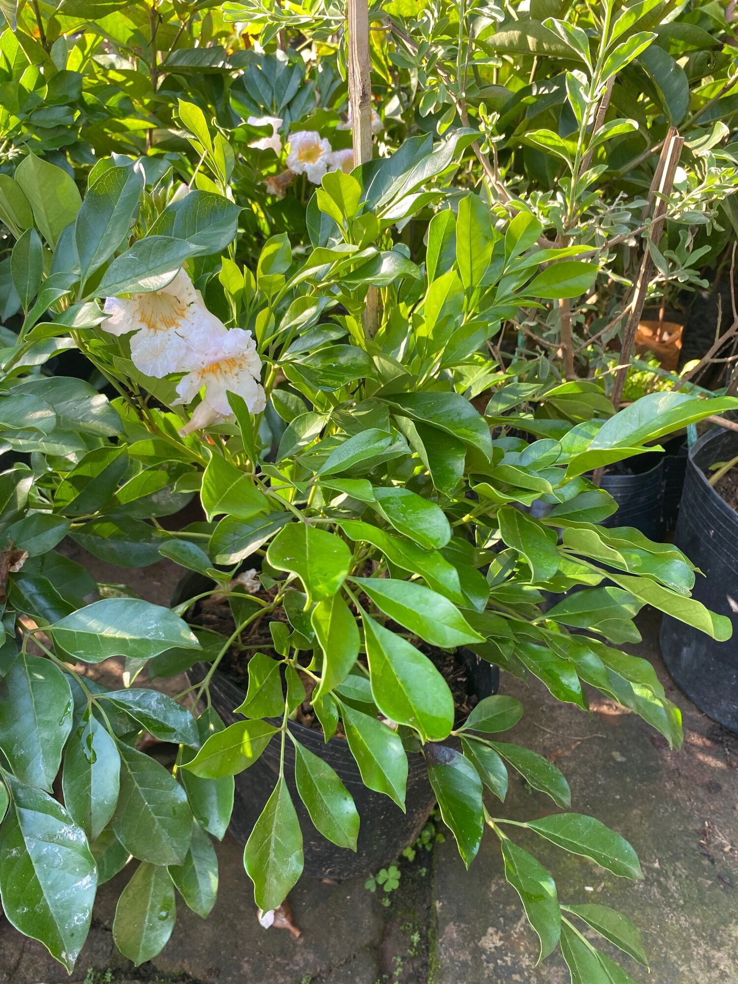 Chậu Nguyệt quế thái