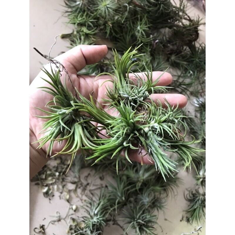 [HCM]Cây không khí ion fuego(bụi có cây con lớn nhỏkích thước 4-7 cm)